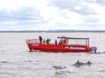 Nelson Bay: 1hr Dolphin Watch Express