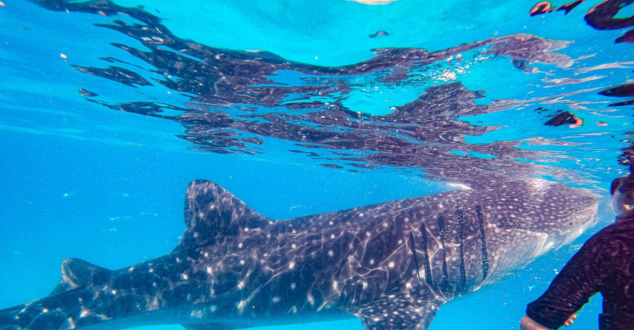 Von Cebu, Oslob Whale Shark Schnorcheln und Canyoning Tour - Hizvo