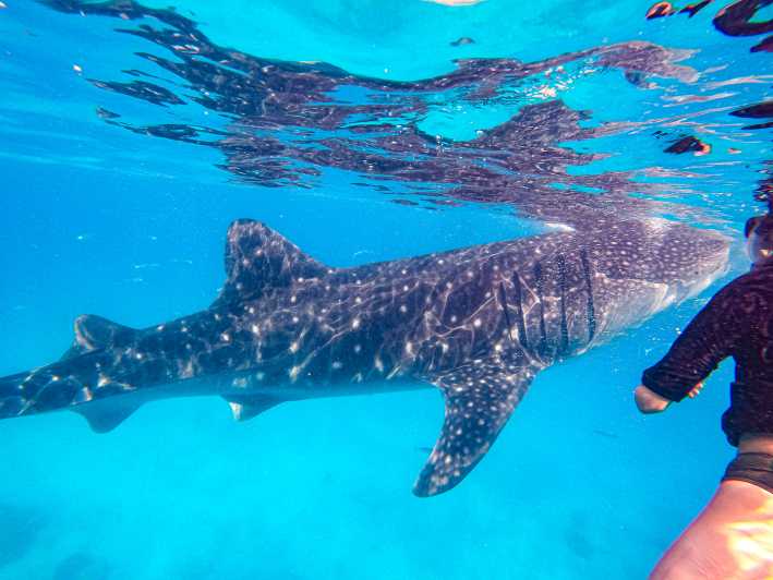 From Cebu: Oslob Whale Shark Snorkeling and Canyoning Tour