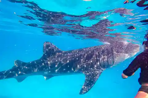 From Cebu: Whale Shark Snorkeling & Kawasan Canyoning Tour