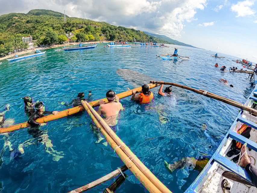 From Cebu Oslob Whale Shark Snorkeling and Canyoning Tour GetYourGuide