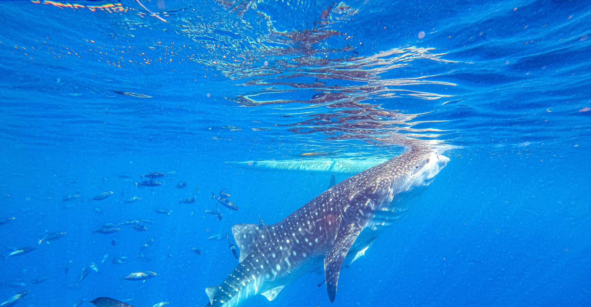 Von Cebu, Oslob Whale Shark Schnorcheln und Canyoning Tour - Hizvo