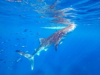Von Cebu, Oslob Whale Shark Schnorcheln und Canyoning Tour - Hizvo