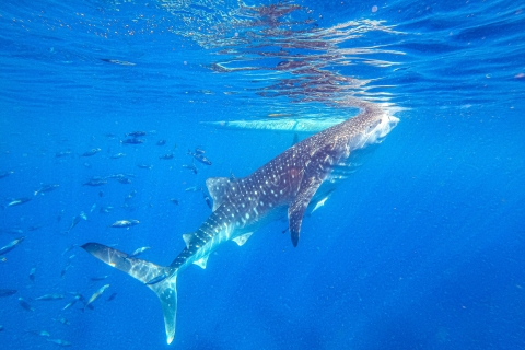 Snorkeling & Canoyoning: Oslob Whale Shark and Kawasan Falls