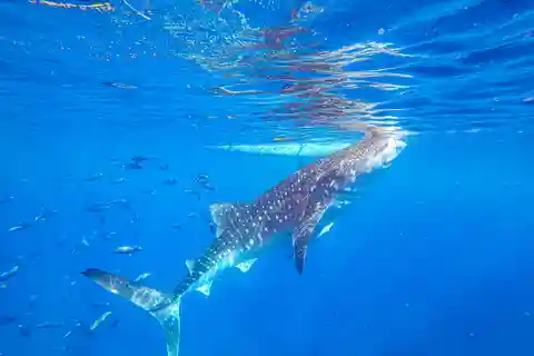 From Cebu: Whale Shark Snorkeling & Kawasan Canyoning Tour