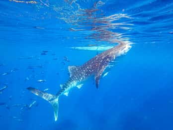 Cebu: Whale Shark Snorkeling & Kawasan Canyoning Tour