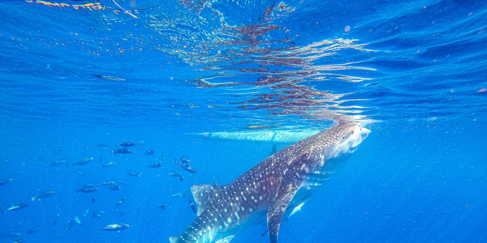 ノーザンライツ　（水）ジンベイザメ ノーザンライツ （水）ジンベイザメ