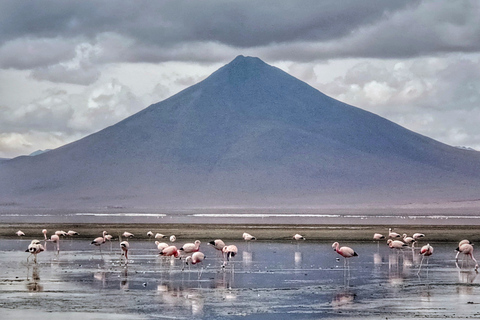 From Uyuni: Private Day trip Laguna Colorada. Standard Option