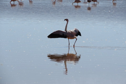 From Uyuni: Private Day trip Laguna Colorada. Standard Option