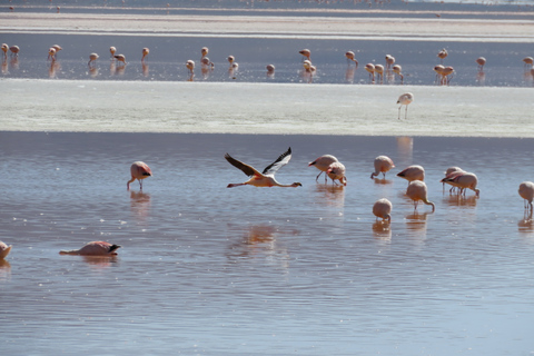 Desde Uyuni: Excursión privada de un día a Laguna Colorada.Opción Estándar