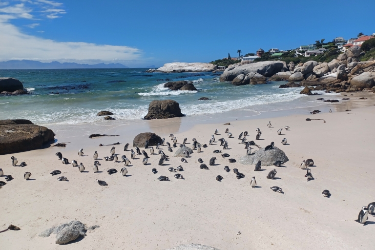 Visita privada de medio día a los pingüinosOpción Estándar
