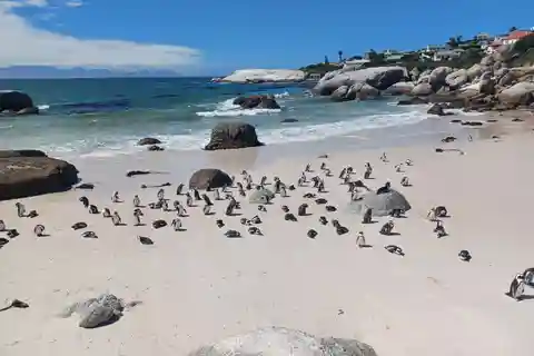 プライベート半日ペンギン ツアー