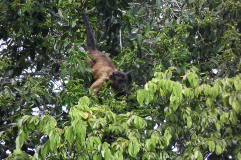 Manaus Amazon Adventure 5 days jungle tour with camping.