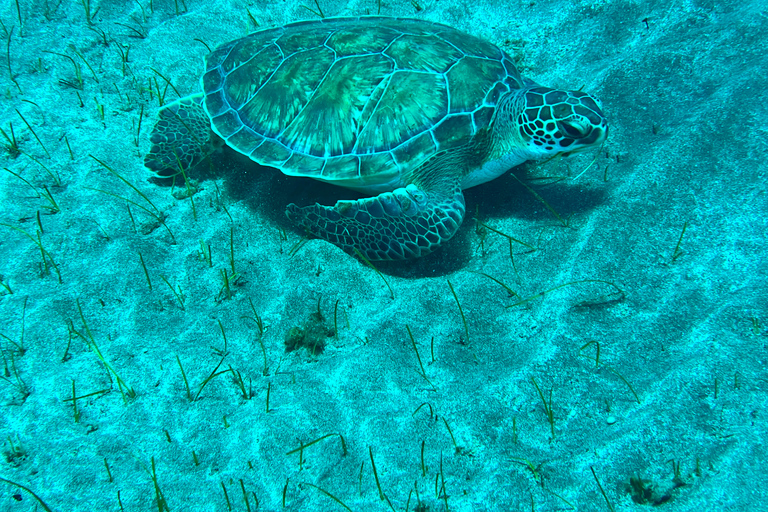 Tenerife: snorkeltocht met lunch en foto's