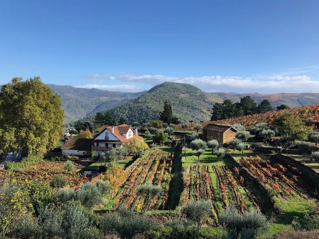 Visit Natural Organic Wine Tastings / Farm visit in Douro Valley in Pinhão, Douro Valley
