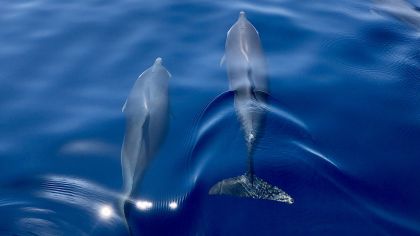 Martinique: Delfinskådningskryssning med snacks