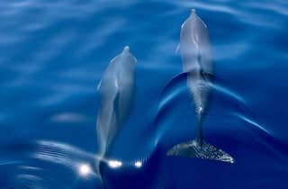 Escursione con snorkeling e avvistamento delfini, con spuntini