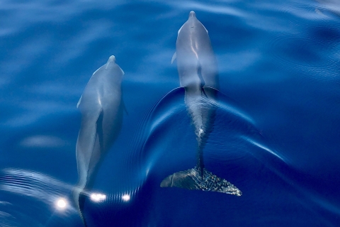 Découverte des dauphins sur cote caraïbeseco-gids