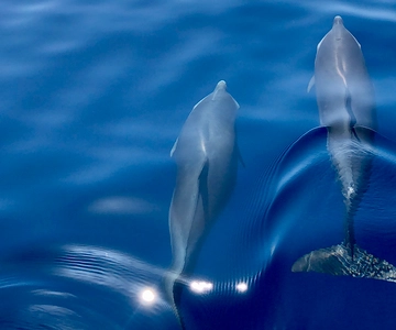 Martinique: Dolphin-Watching Cruise with Snacks