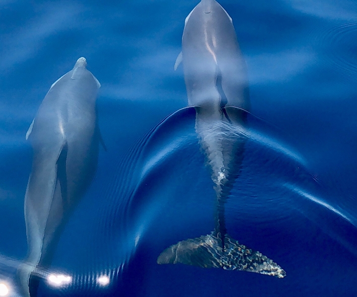Martinique: Delfinbeobachtungstour mit Snacks