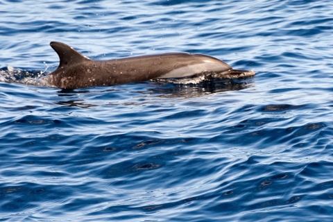 Descubrimiento de delfines en la costa caribeñaguía ecológica