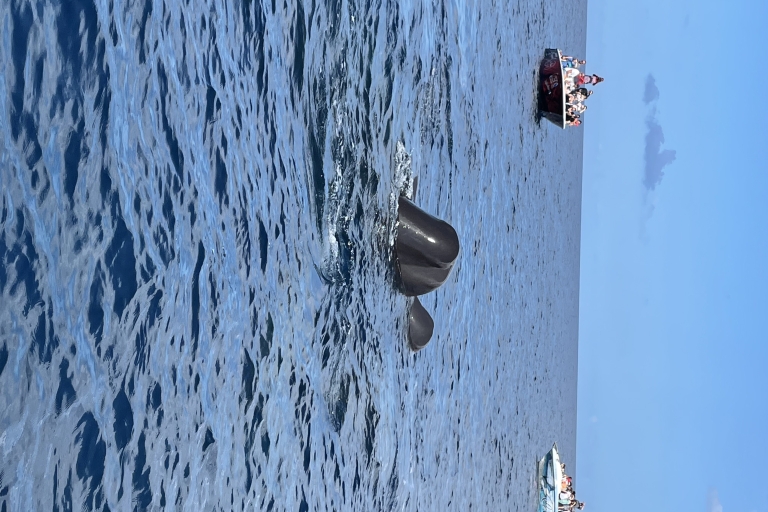 Découverte des dauphins sur cote caraïbeseco-gids