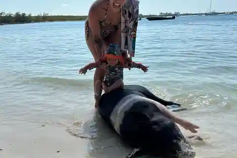 Swimming with the pigs, turtles and reef snorkeling!!!