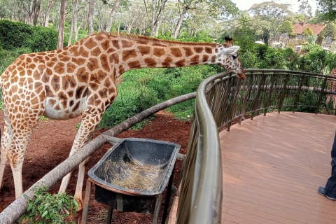 Pół dnia Nairobi - park narodowy, centrum słoni i żyraf