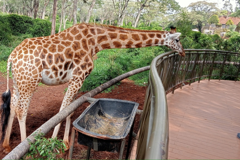 Pół dnia Nairobi - park narodowy, centrum słoni i żyraf