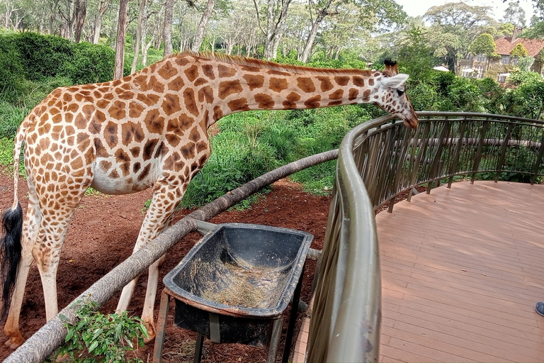 Pół dnia Nairobi - park narodowy, centrum słoni i żyraf