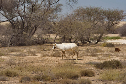 Dukhan Excursión de medio día por la costa oeste de QatarExcursión Privada por la Costa Oeste desde Doha