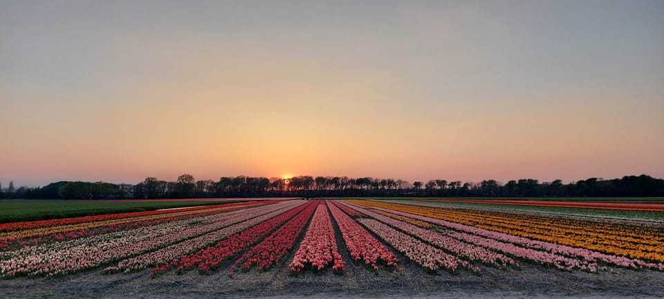 the STAP program • Florint, the International Florist Organisation