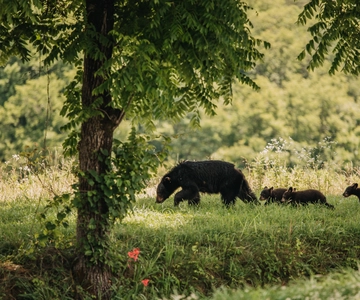 Banff: Highlights and Wildlife Group Tour