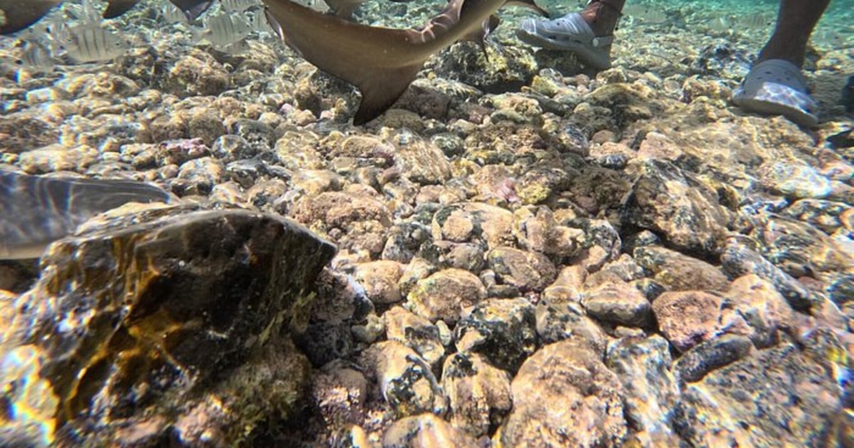 Santa Maria/Murdeira Sal Island Lemon Shark Experience GetYourGuide