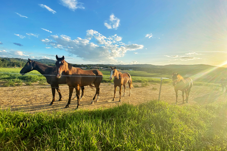 Halvdagstur till Kuranda med djurpark och ridturCairns: Kuranda Village Horse Ride och besök på djurparken