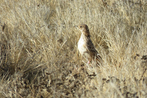 Cap Vert : Observation des oiseaux à Boa Vista, visite guidée privée en 4x4