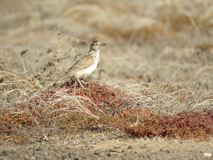 Boa Vista: Expedición De Observación De Aves En Un Entorno Natural ...