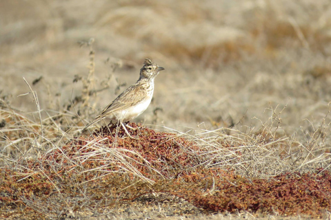 Cap Vert : Observation des oiseaux à Boa Vista, visite guidée privée en 4x4