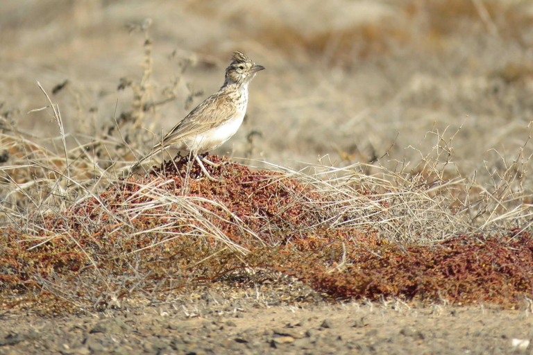 Cap Vert : Observation des oiseaux à Boa Vista, visite guidée privée en 4x4