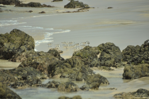 Cap Vert : Observation des oiseaux à Boa Vista, visite guidée privée en 4x4