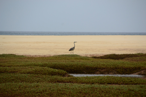 Cap Vert : Observation des oiseaux à Boa Vista, visite guidée privée en 4x4