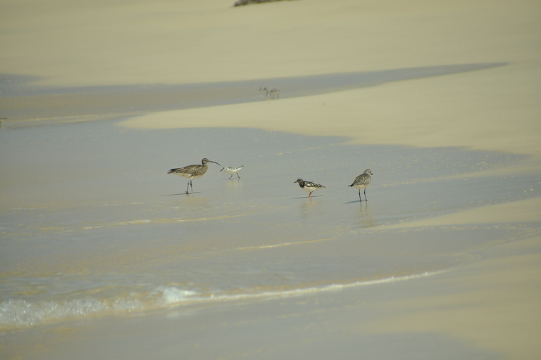 Cap Vert : Observation des oiseaux à Boa Vista, visite guidée privée en 4x4