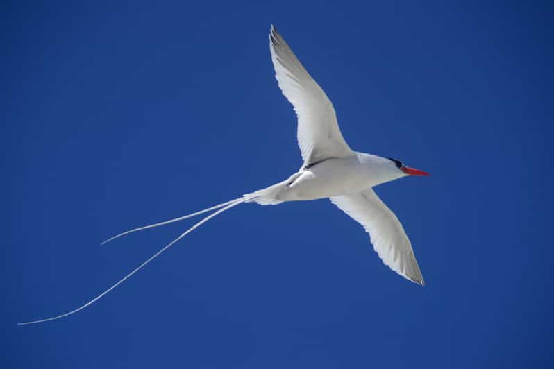 Boa Vista Expédition Dobservation Des Oiseaux Dans Un Environnement