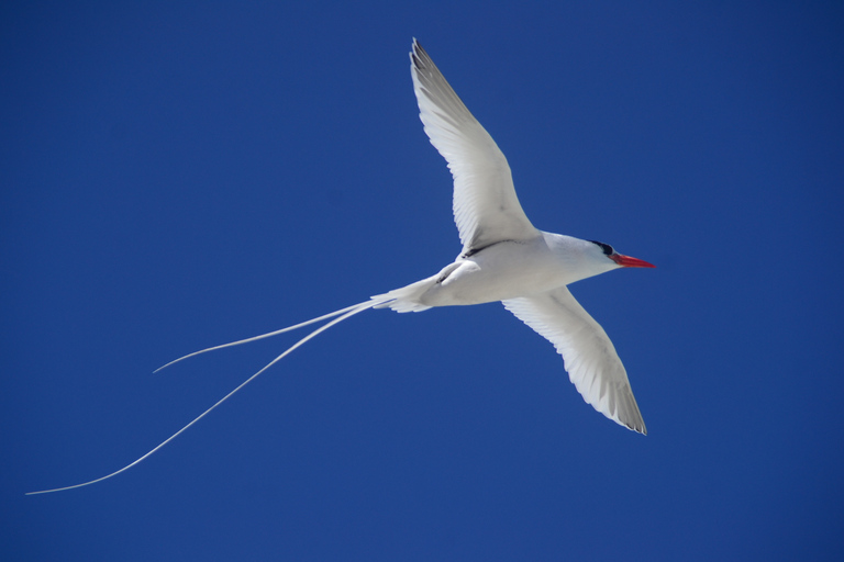 Cap Vert : Observation des oiseaux à Boa Vista, visite guidée privée en 4x4