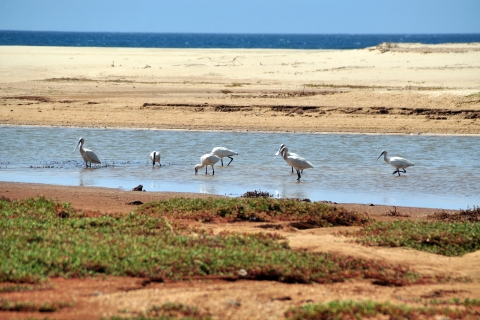 Cap Vert : Observation des oiseaux à Boa Vista, visite guidée privée en 4x4