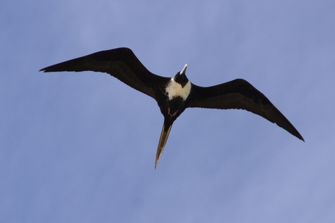 Cap Vert : Observation des oiseaux à Boa Vista, visite guidée privée en 4x4