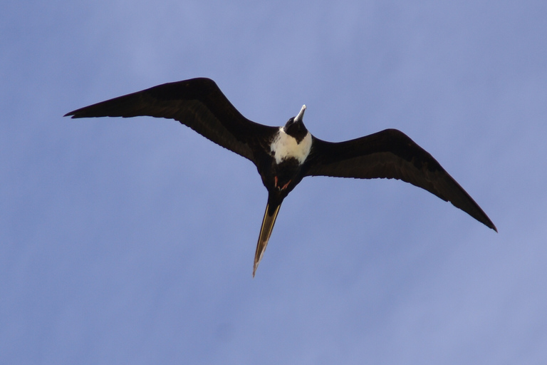 Cap Vert : Observation des oiseaux à Boa Vista, visite guidée privée en 4x4