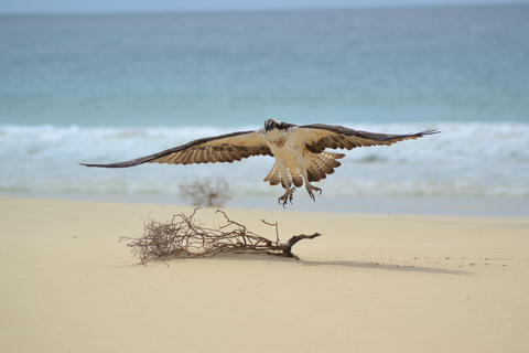 Cap Vert : Observation des oiseaux à Boa Vista, visite guidée privée en 4x4