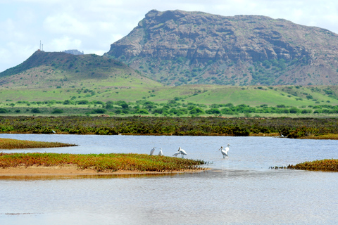 Cap Vert : Observation des oiseaux à Boa Vista, visite guidée privée en 4x4