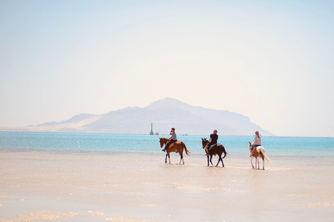 Sharm El Shiekh Beach & Desert Horse Riding Tour2 uur durende strand- en woestijn-paardrijtocht